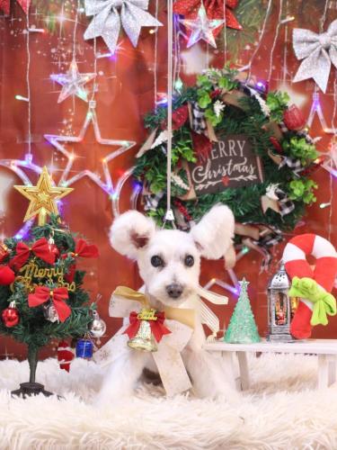 20231216小梅ちゃん